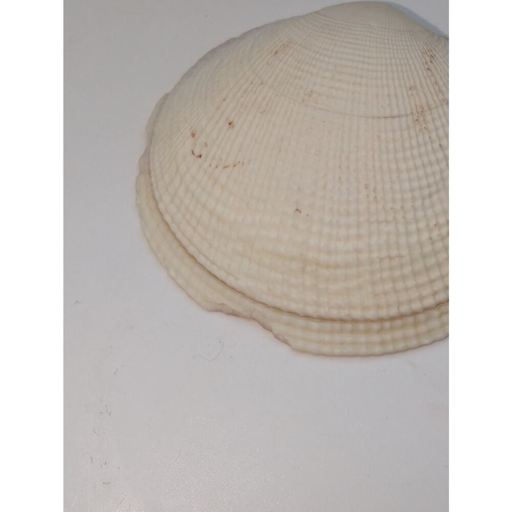 Four Sea Shells - Picture 6 of 7